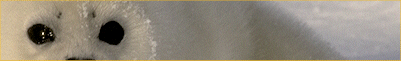 Bear Banner