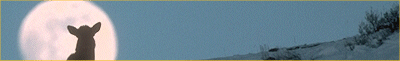 Llama Banner